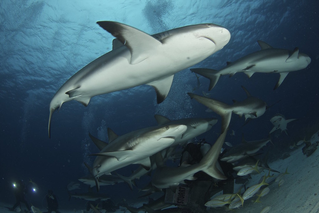 Нассау — Эксумас — Элеутера: дайвинг-сафари на Багамах