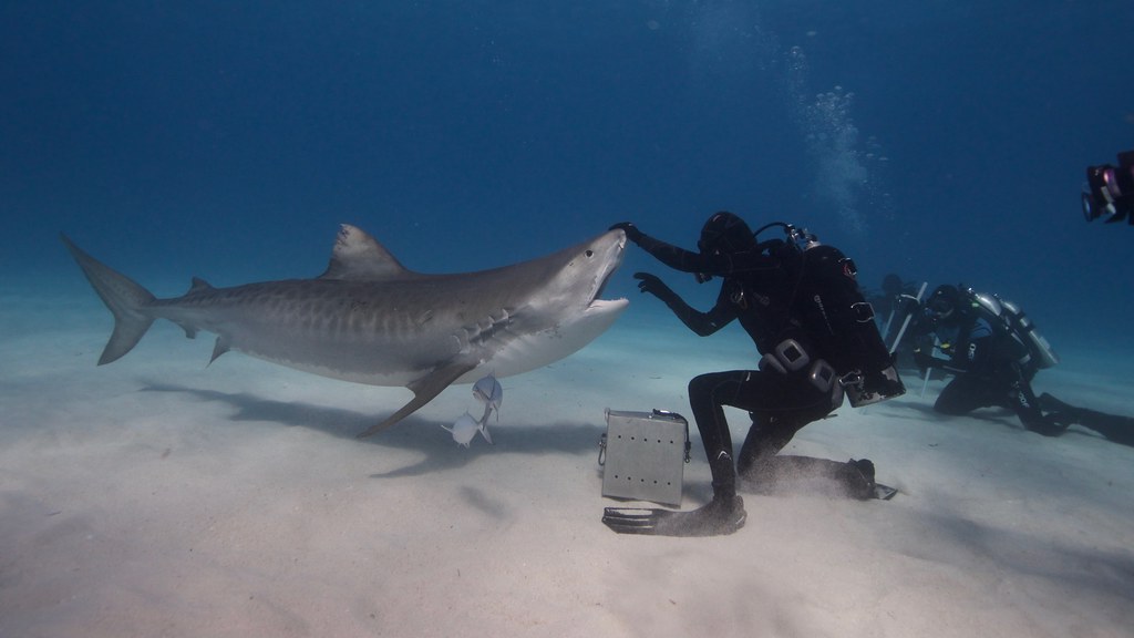 Tiger Beach — погружения с тигровыми акулами на Багамах