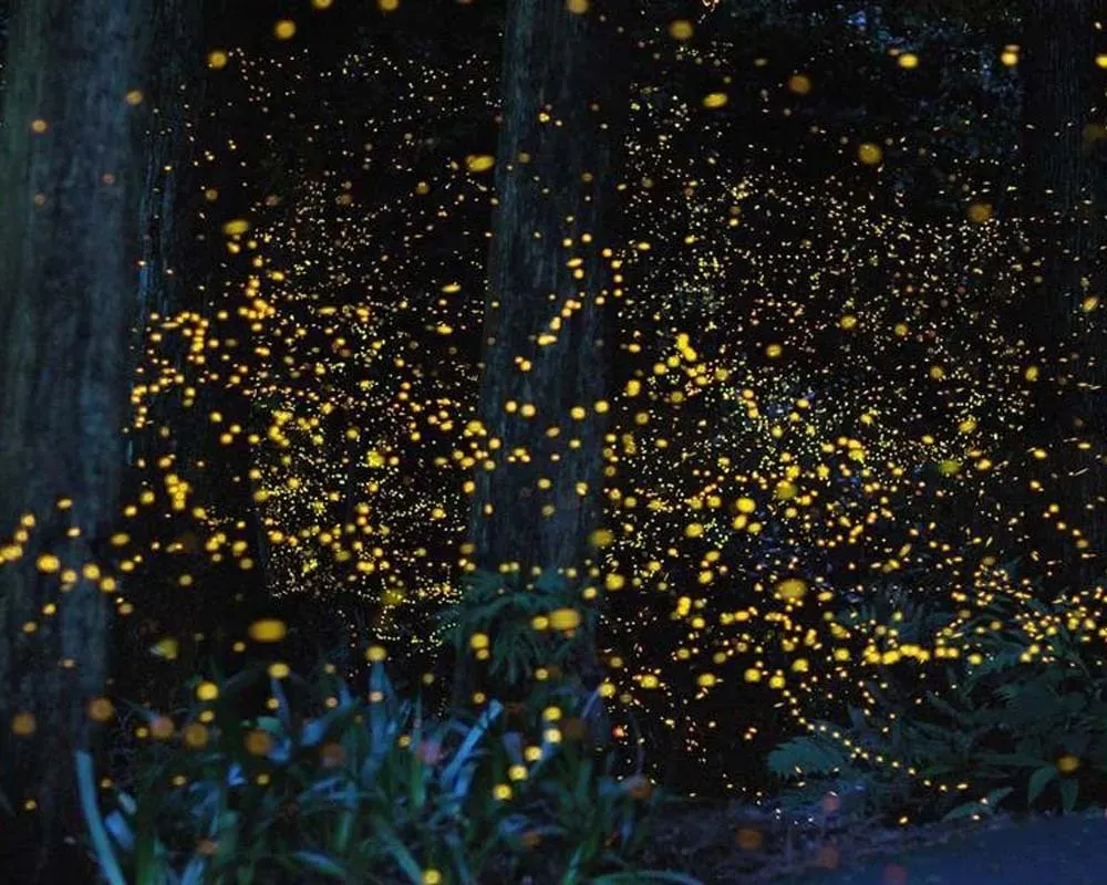Светлячки в ночном тропическом лесу