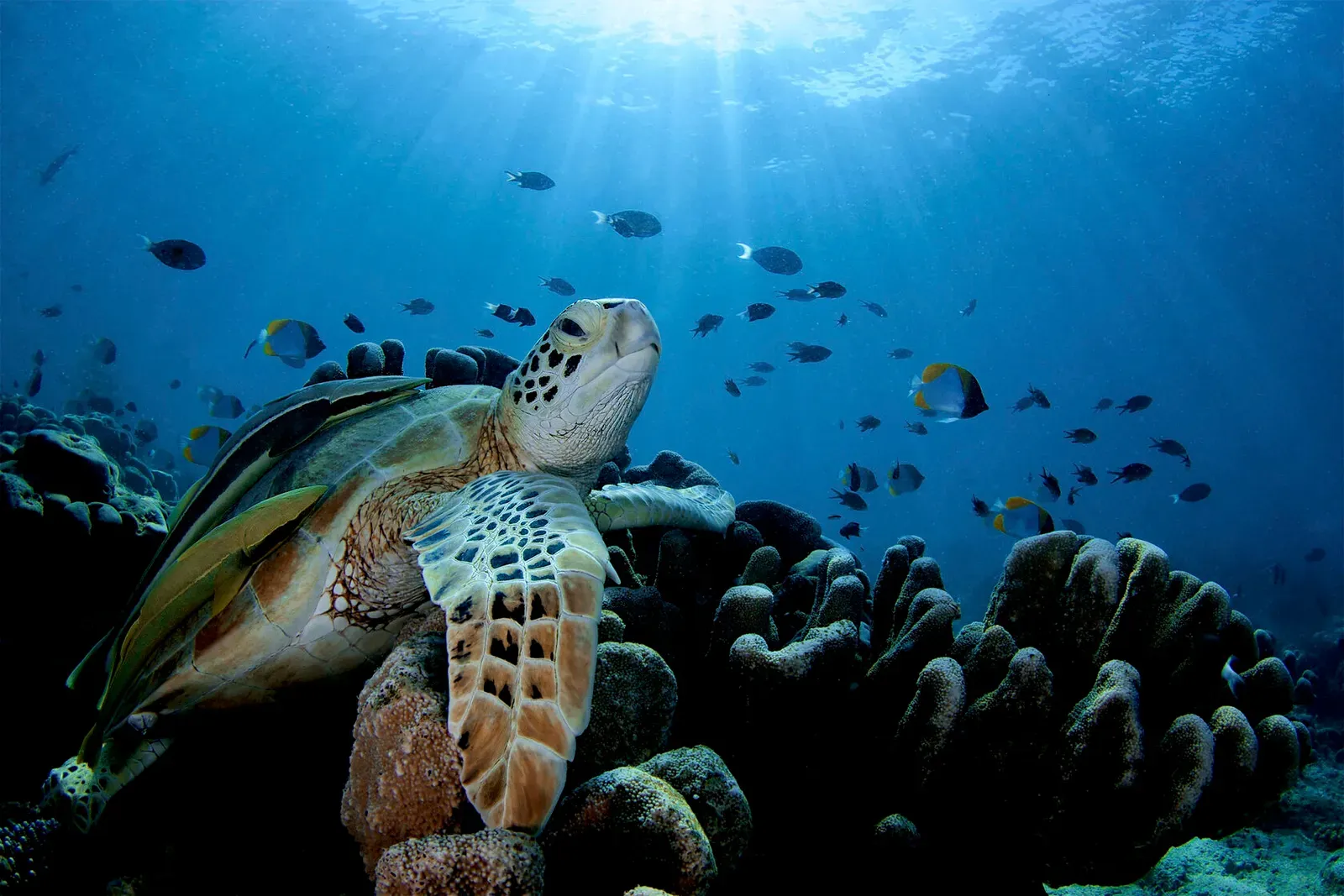 Зелёная черепаха на коралле в лучах света