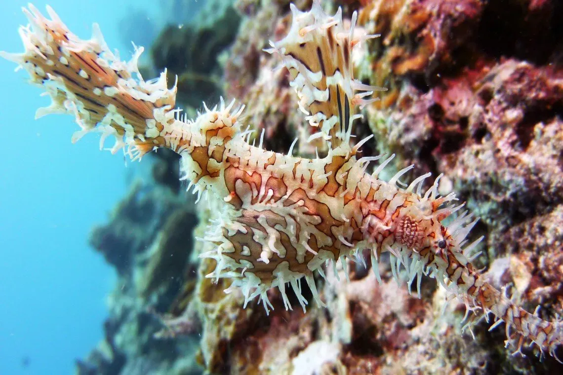 Морской конёк-тряпичник на рифе