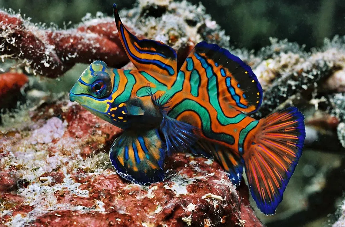 Мандаринка — яркая рифовая рыбка