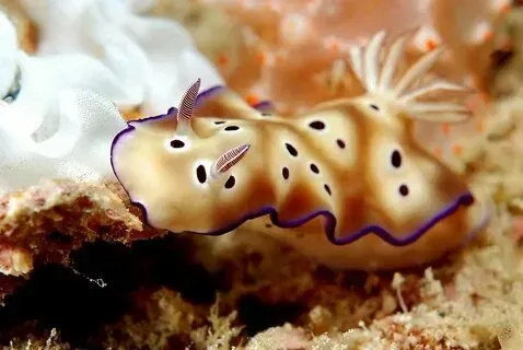 Голожаберный моллюск с пятнистым узором