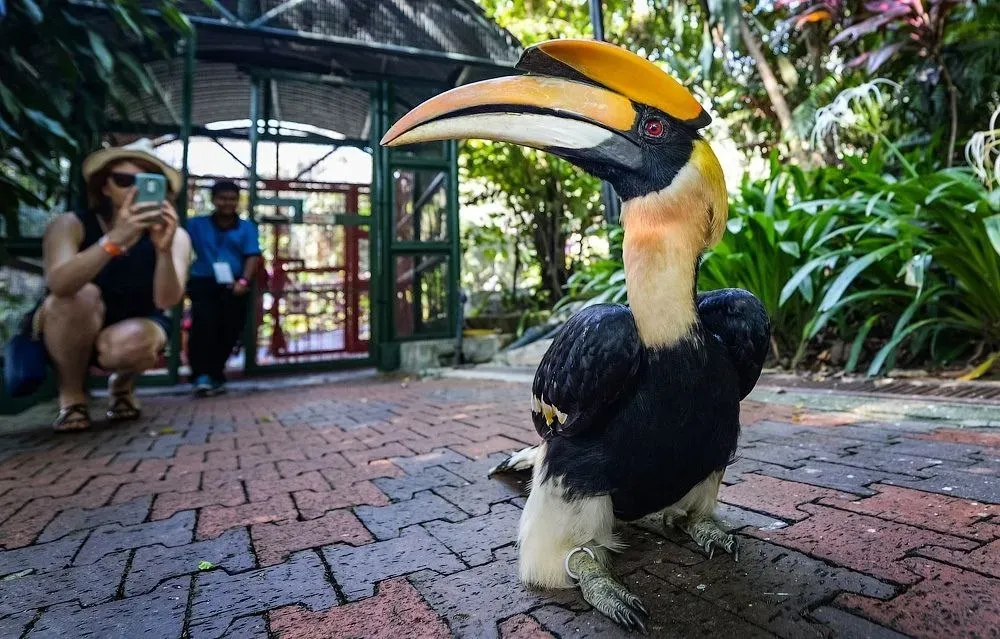 Большой носорог-калао крупным планом