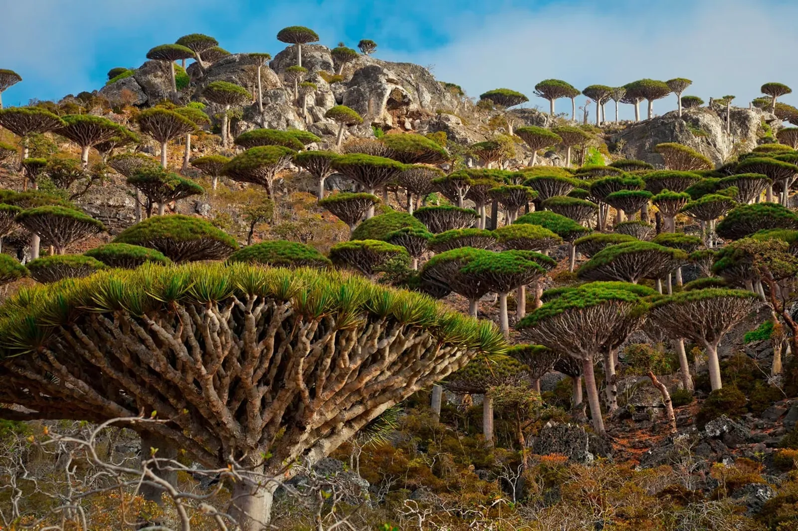 Драконовые деревья на плато