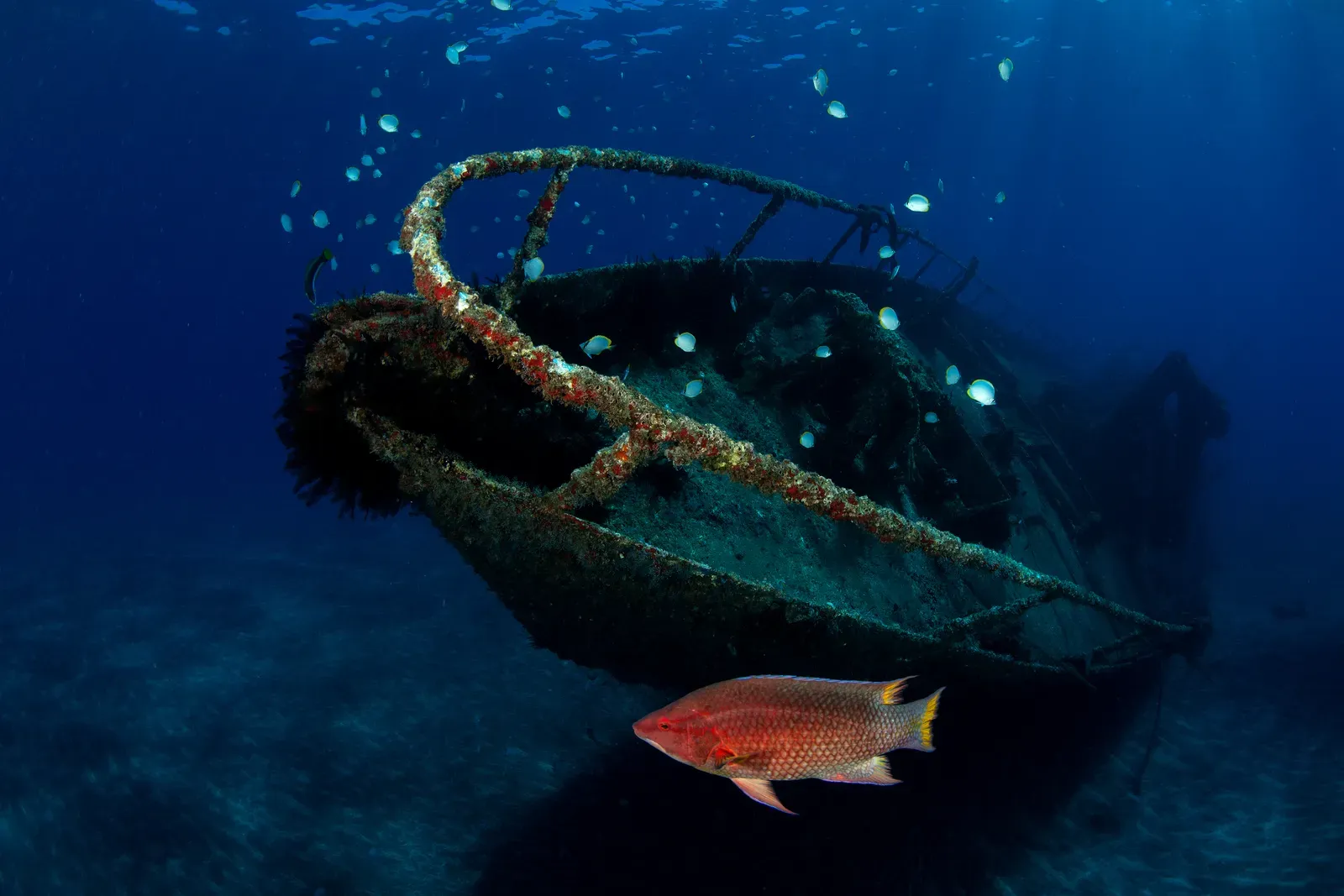 Затонувший корабль с морской жизнью