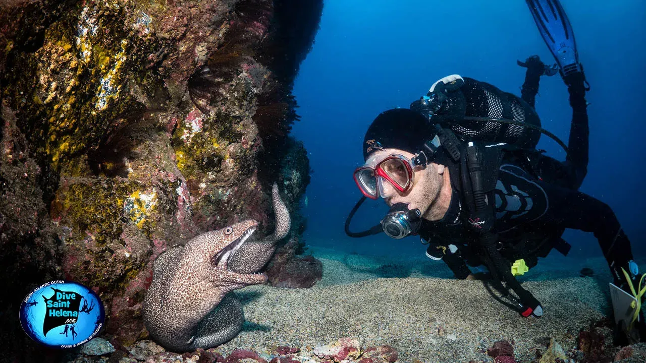 Дайвер у подводных скал Святой Елены