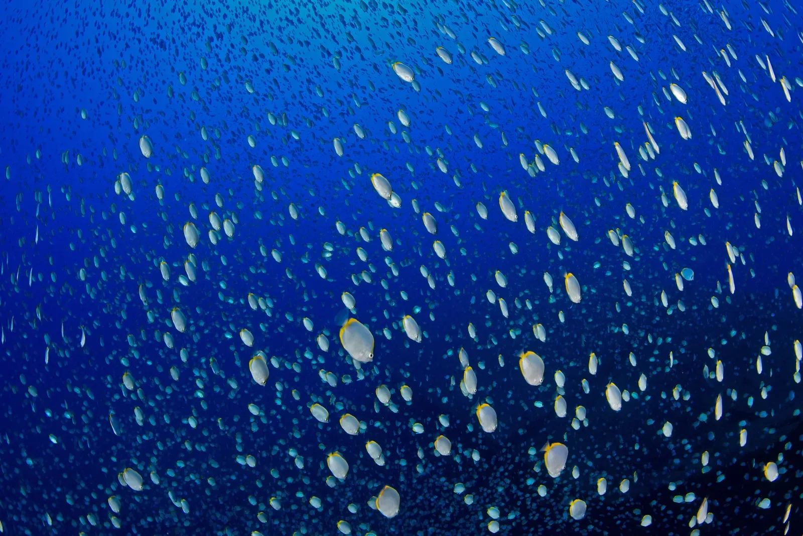 Стая рыб в голубой воде