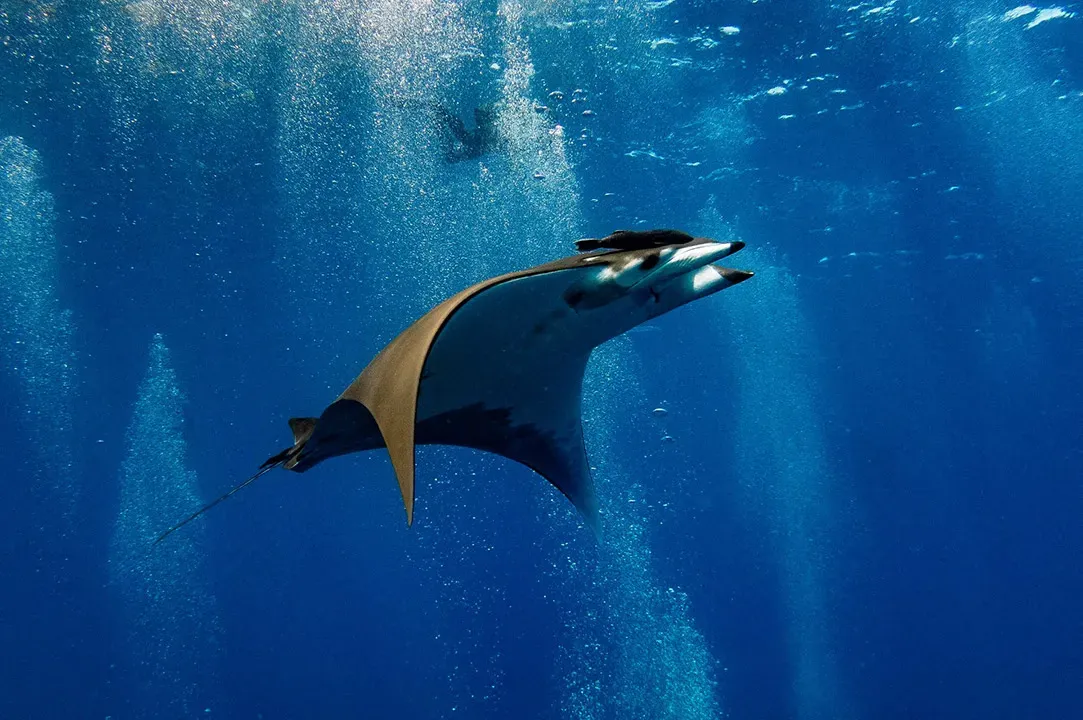 Мобула в водах Святой Елены