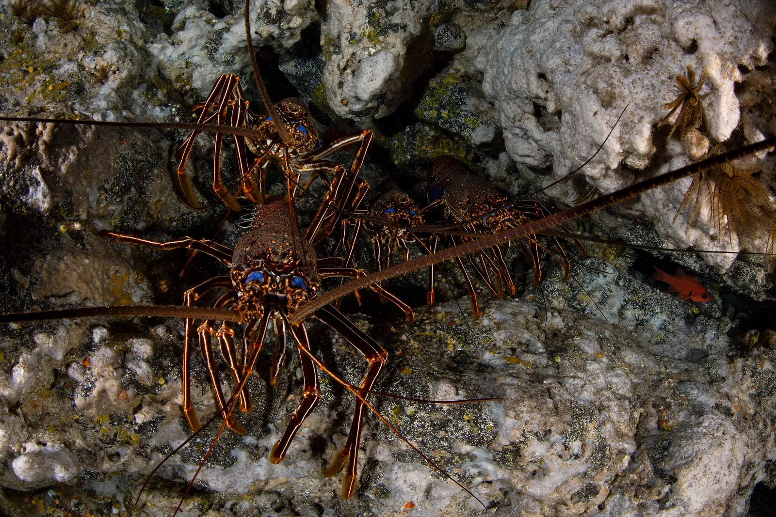 Лангуст на рифе