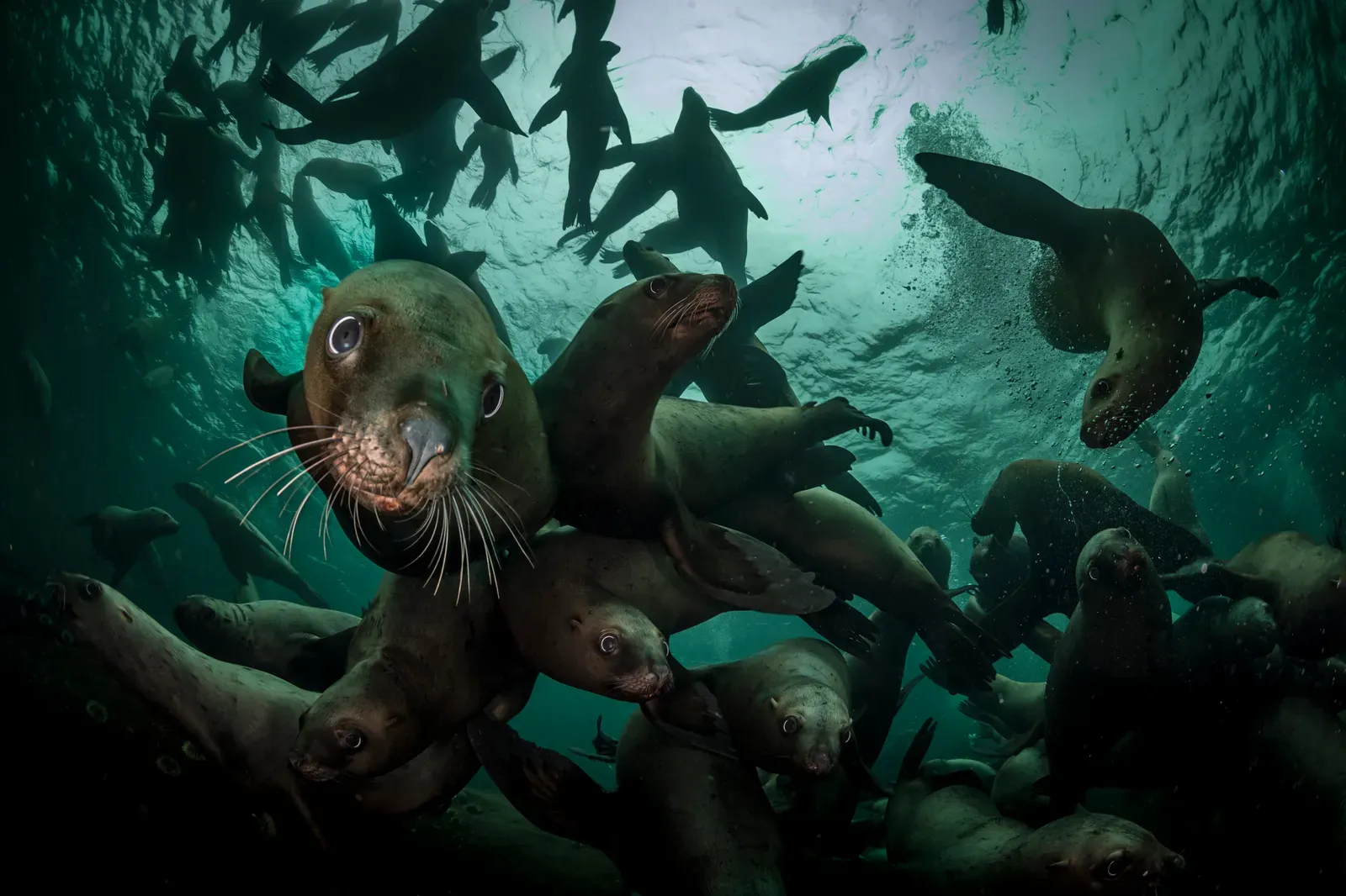 Дайвинг-сафари на Галапагосах