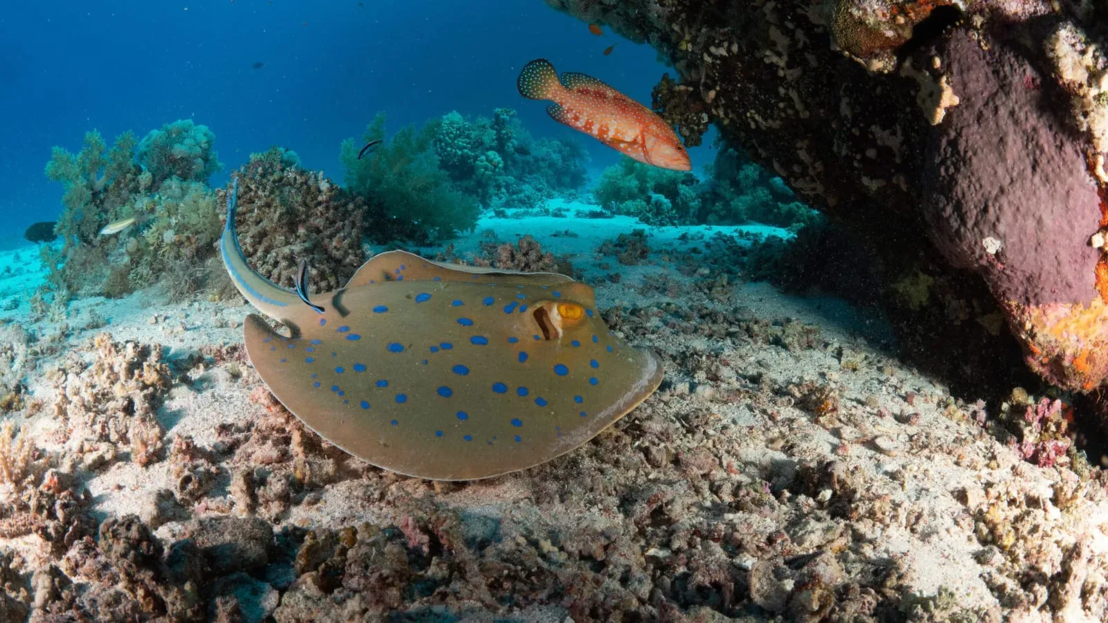 Красное море — дайвинг-сафари