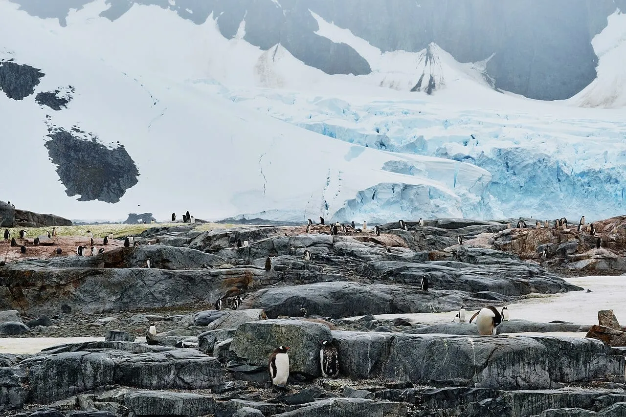 Антарктида — пингвины