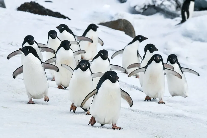 Колония пингвинов Адели идёт по снегу