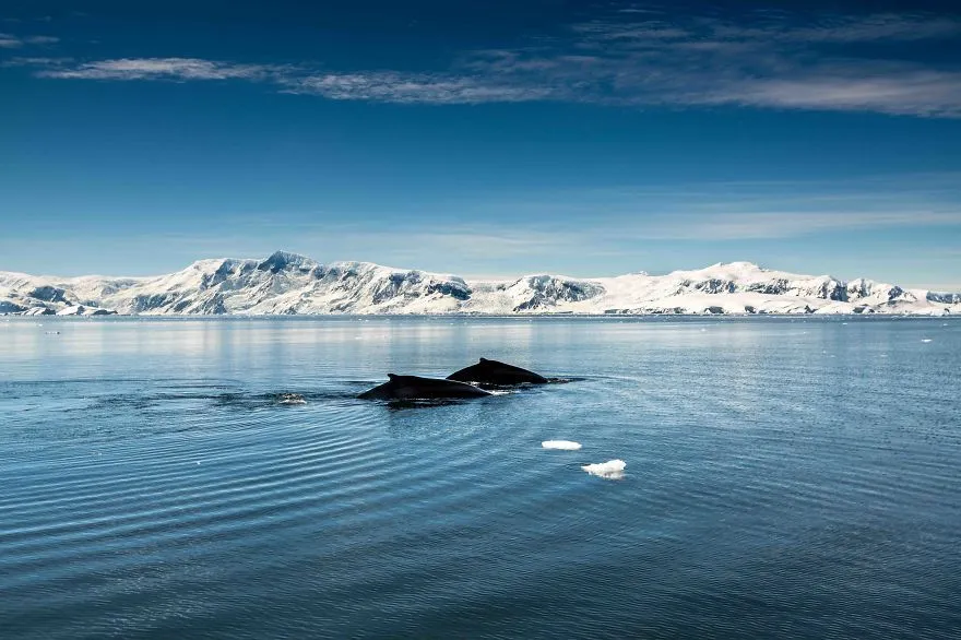 Горбатые киты в антарктических водах на фоне заснеженных гор