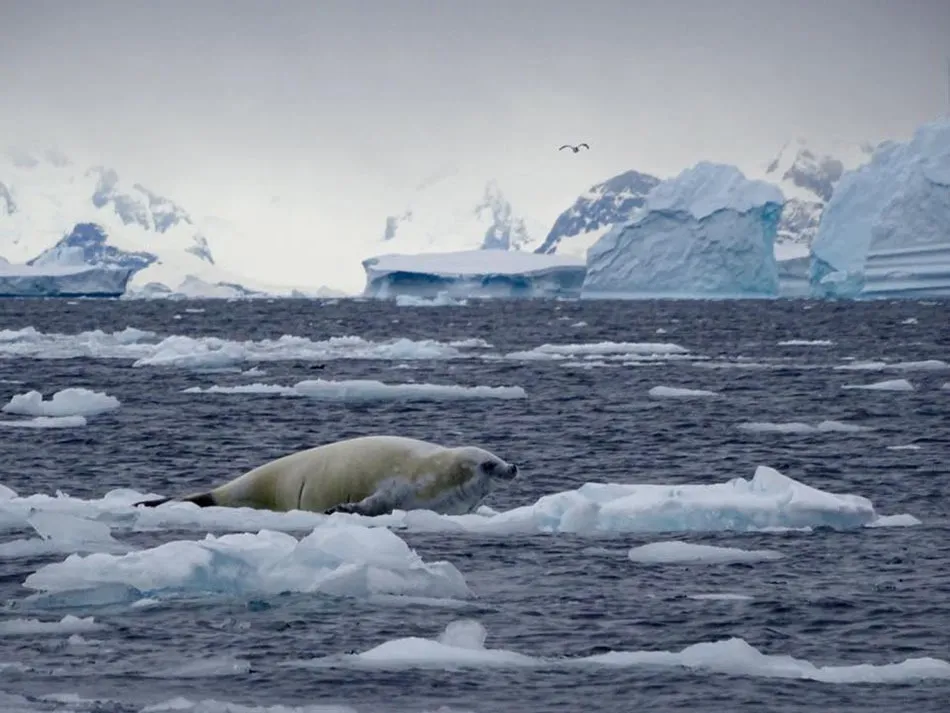 Тюлень отдыхает на льдине среди айсбергов