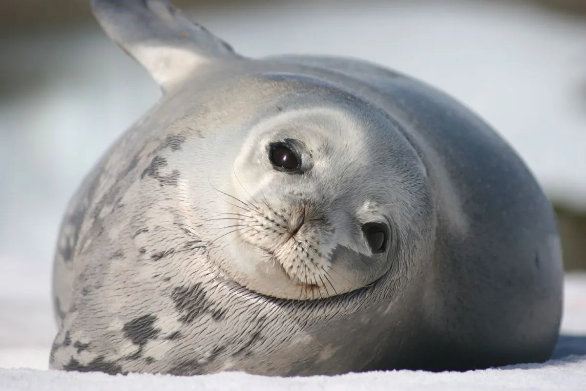 Тюлень Уэдделла крупным планом — Антарктида