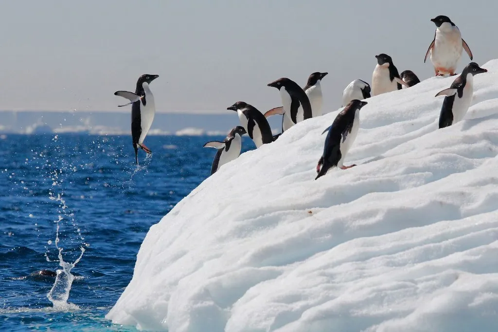 Пингвины прыгают с айсберга в воду