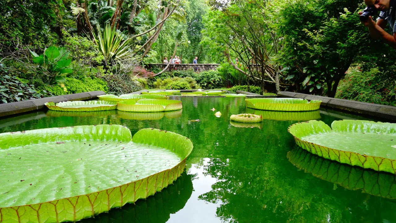 Гигантские листья виктории в ботаническом саду