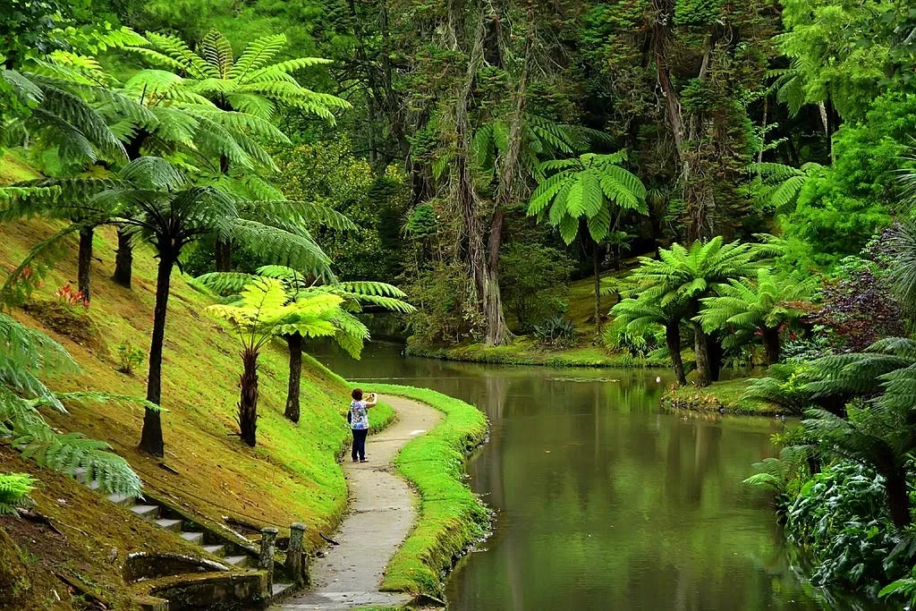 Тропическая аллея с папоротниками и прудом