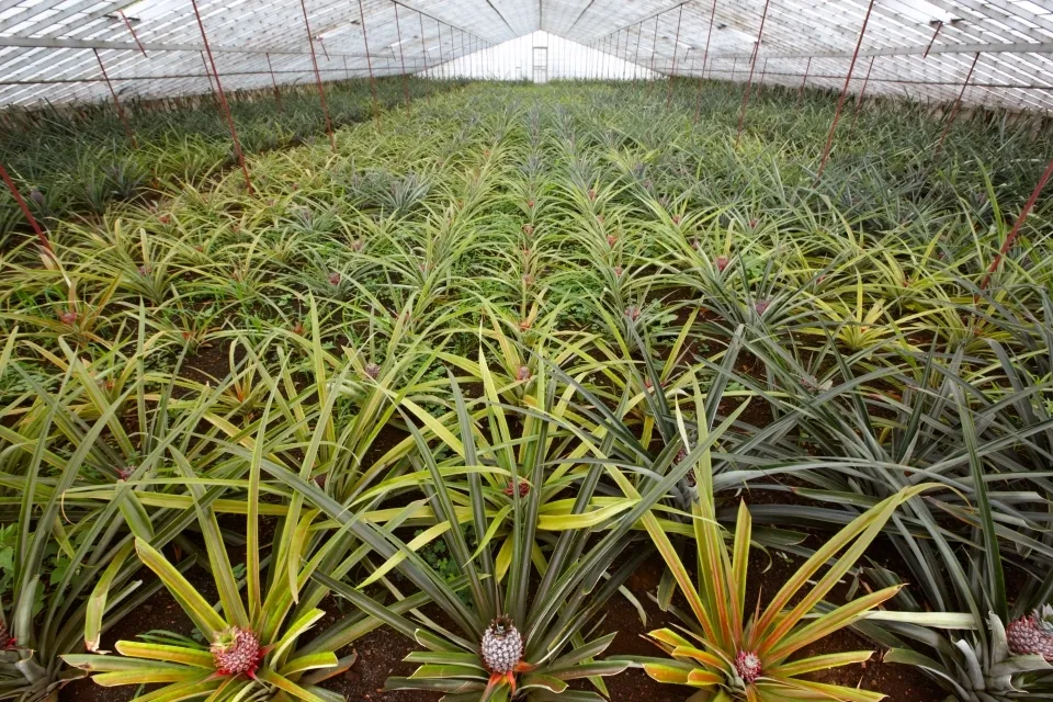 Ананасовая плантация в теплице на Азорах