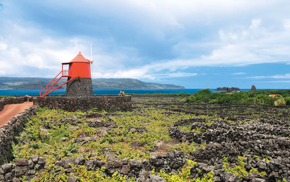 Красная мельница среди виноградников Пику