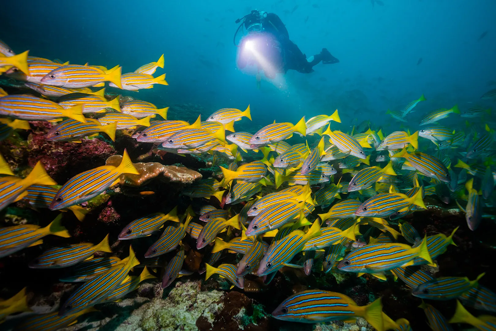 Дайвинг-сафари на острове Кокос