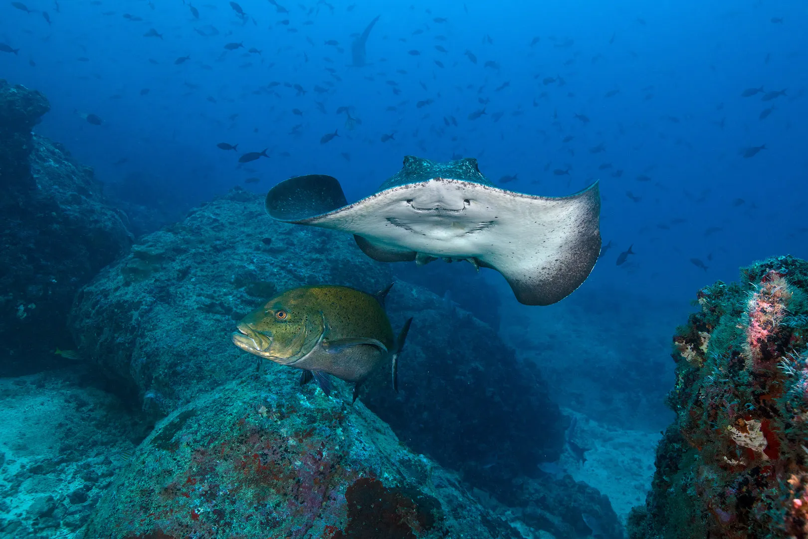 Остров Кокос — подводный мир