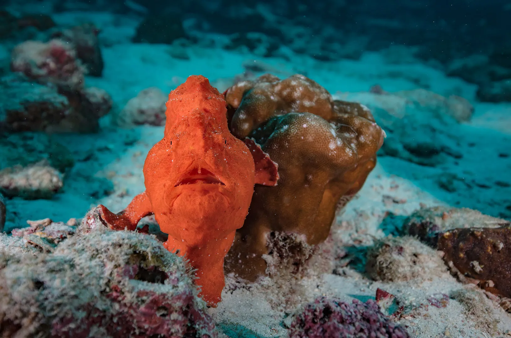 Дайвинг на острове Кокос