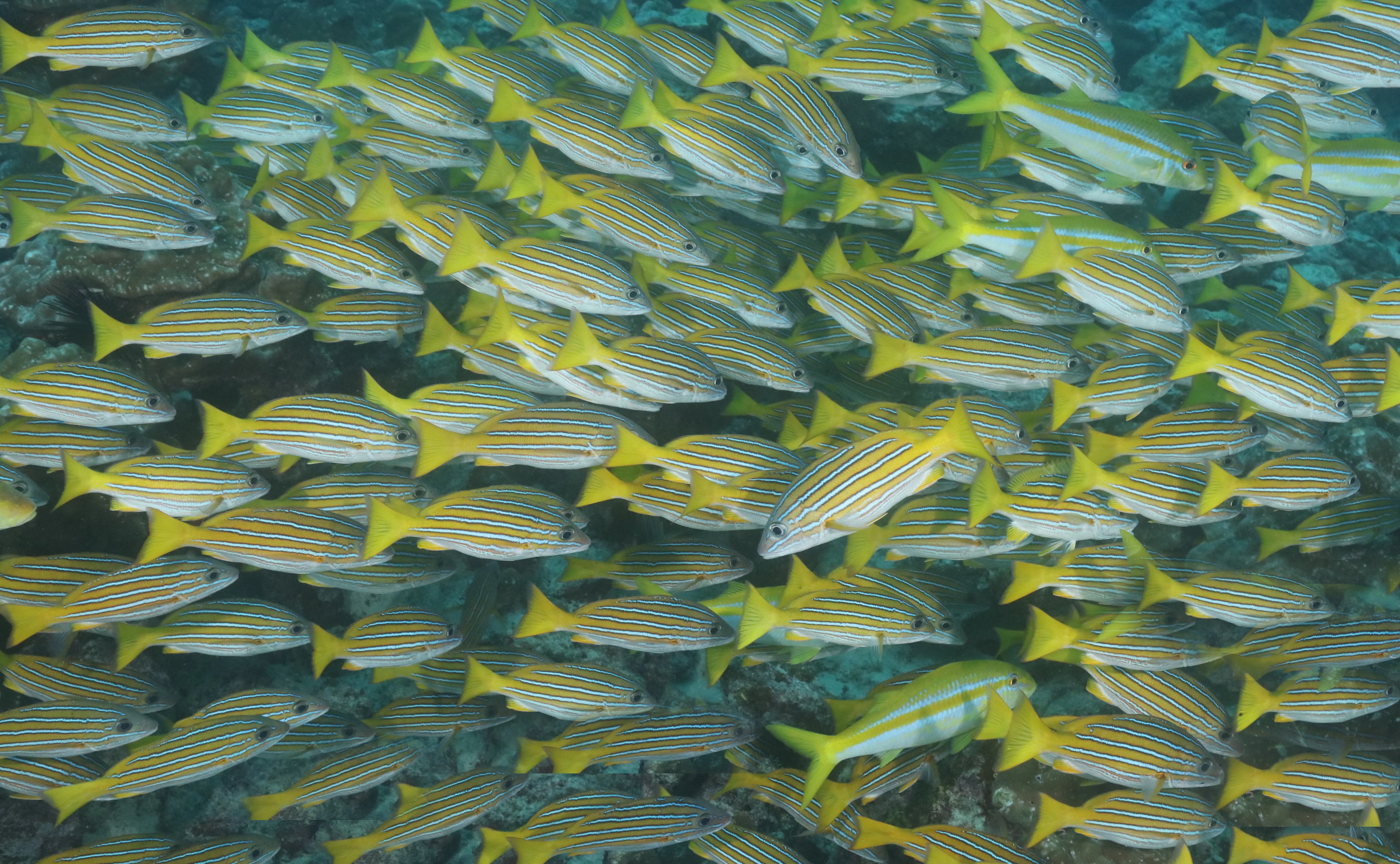 Акулы-молоты острова Кокос