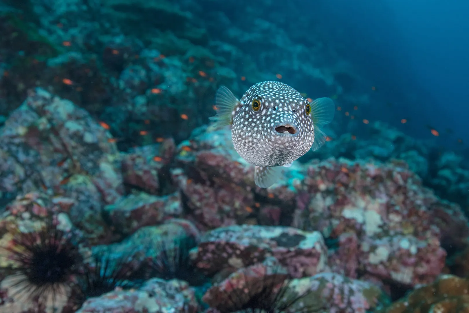 Подводная жизнь острова Кокос