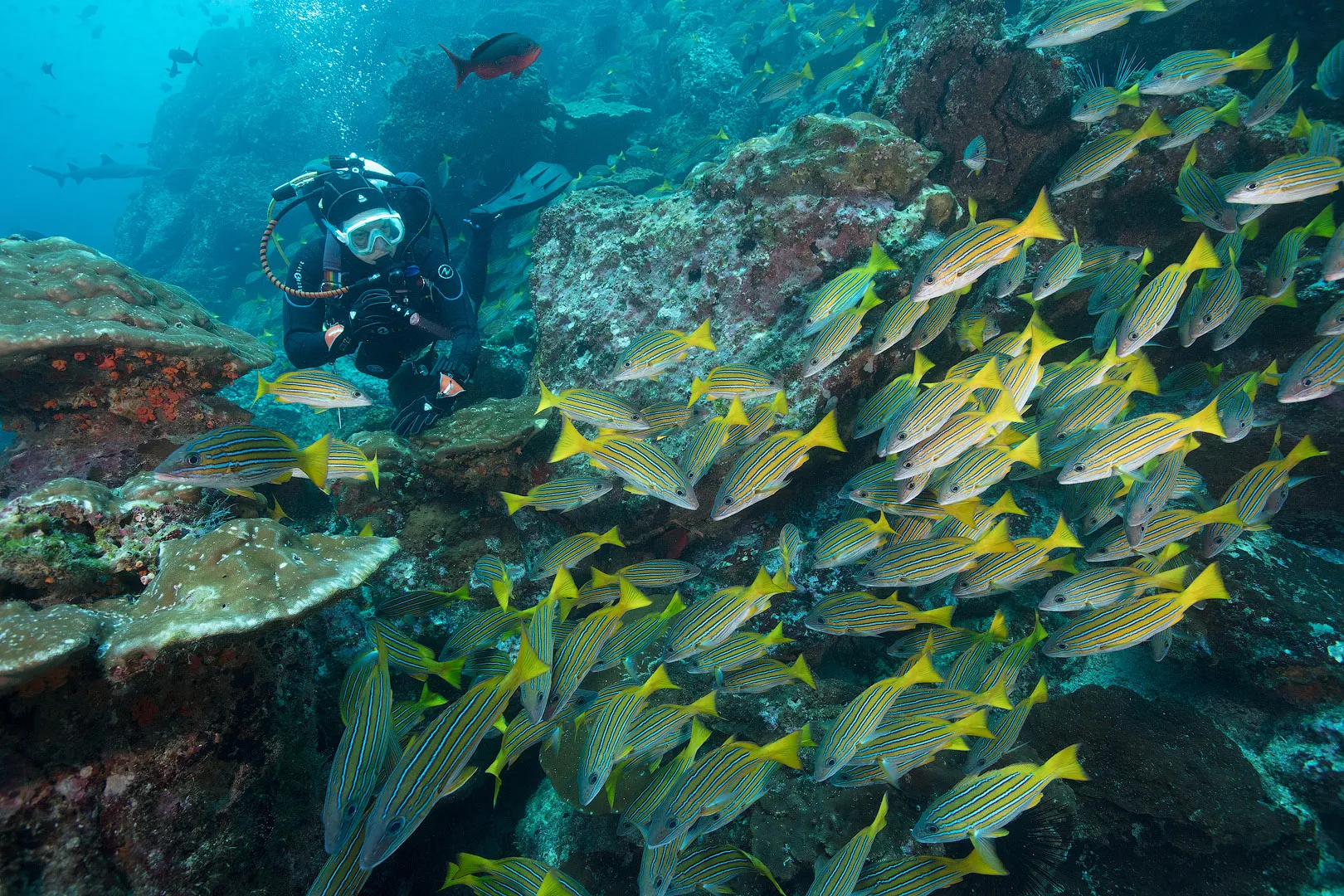 Остров Кокос — рифовые акулы