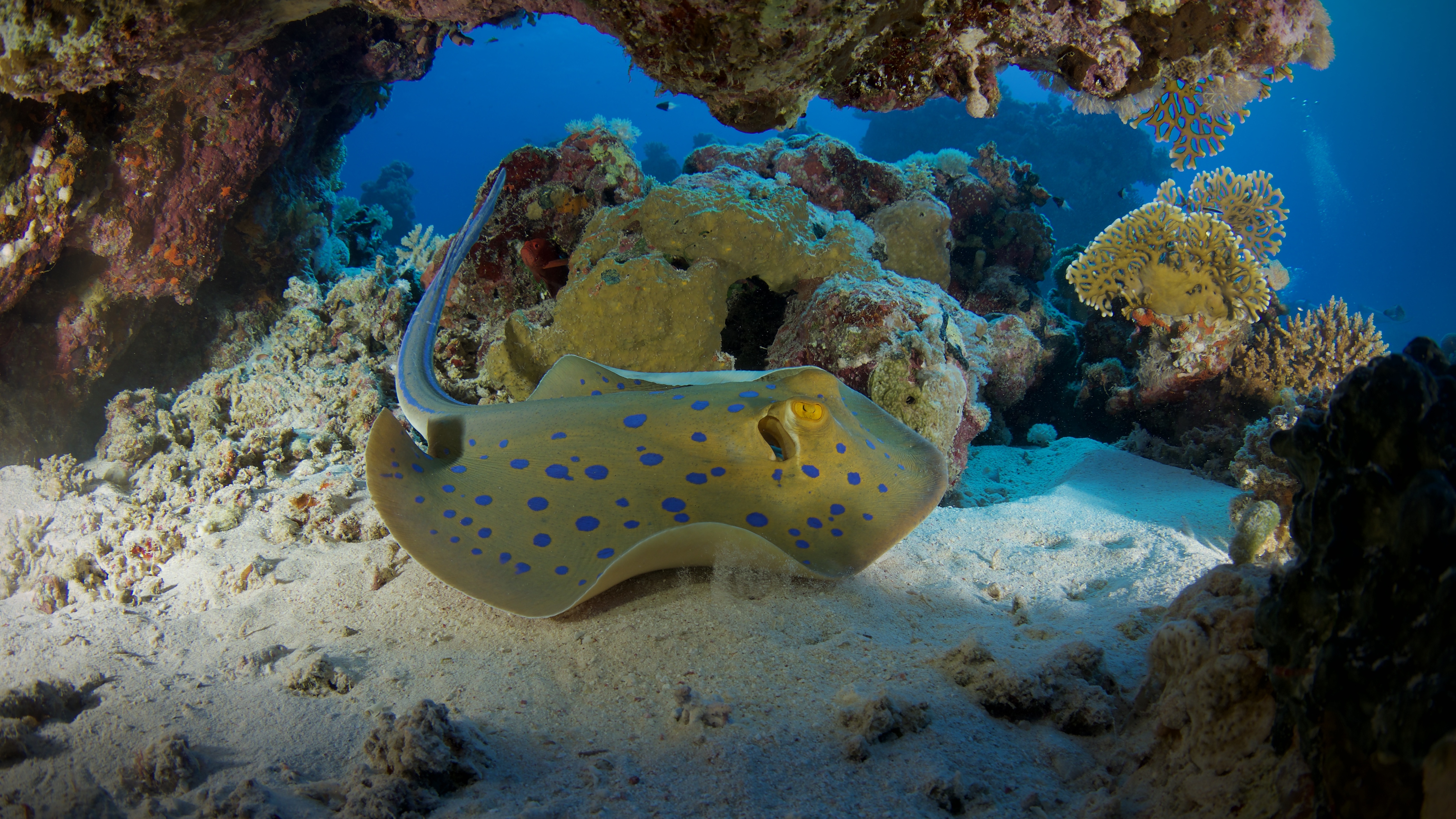 Пятнистый скат на песчаном дне под кораллами