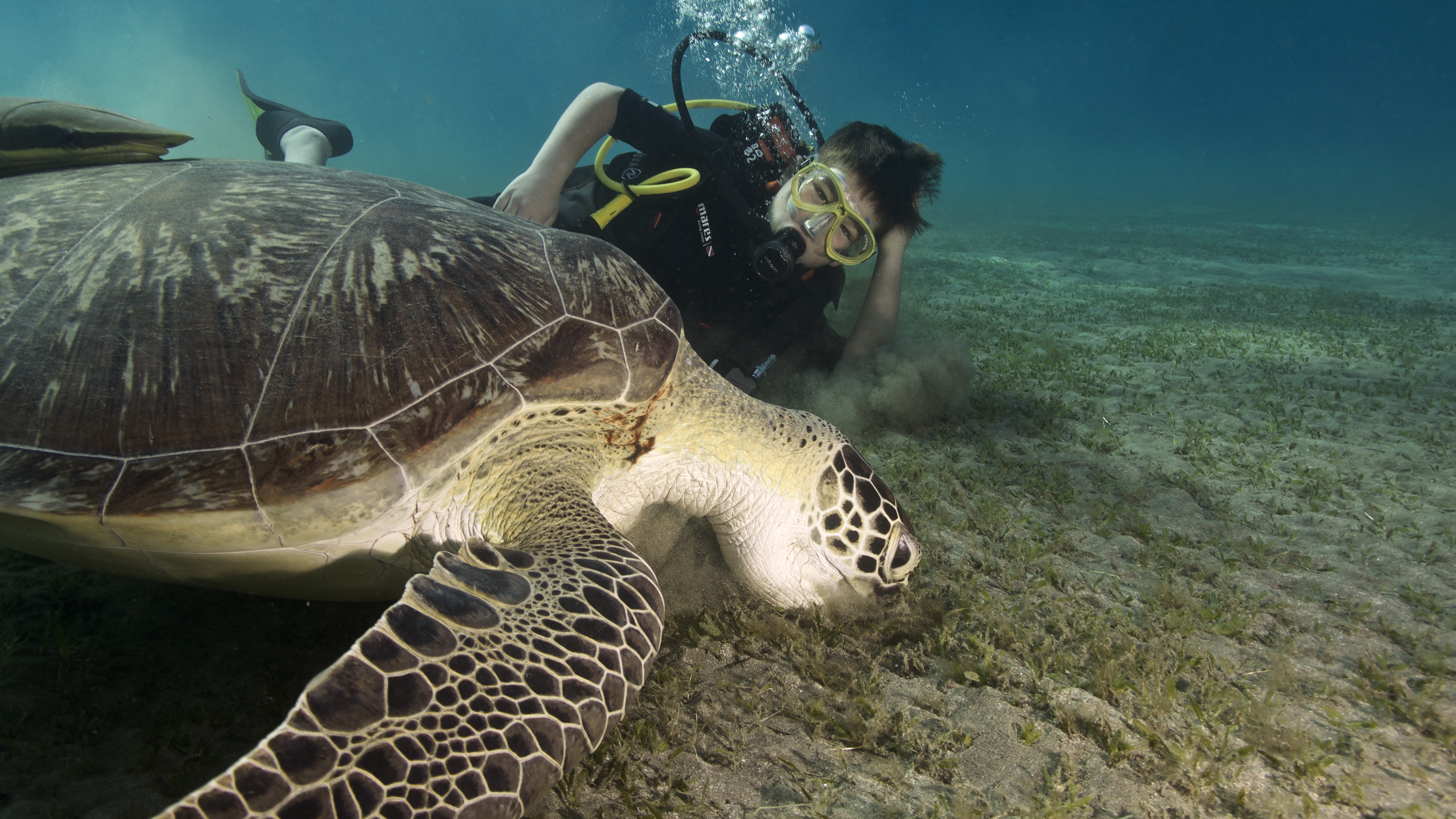Стая дельфинов у поверхности воды