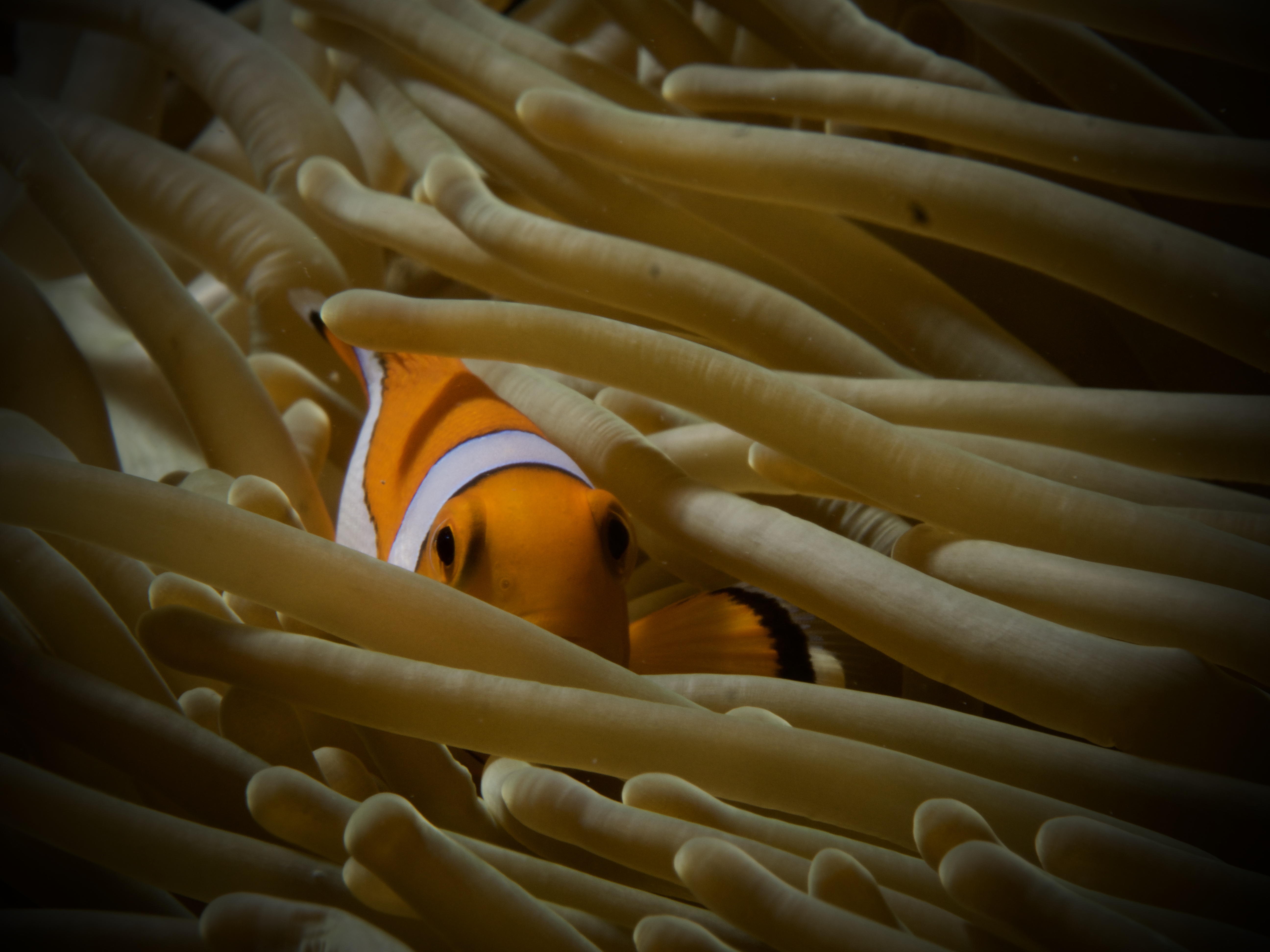 Рыба-клоун среди щупалец актинии