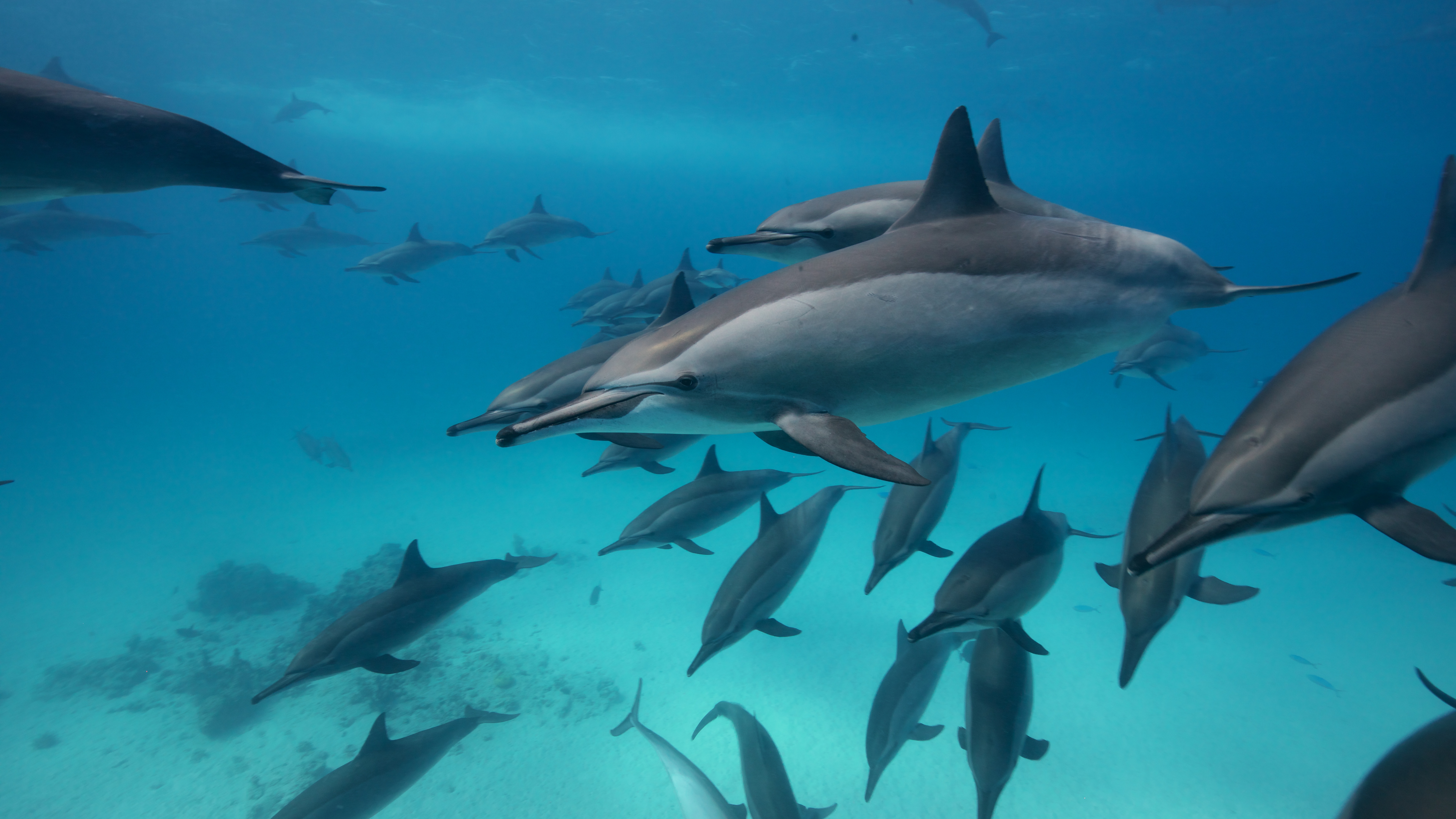 Зелёная черепаха плывёт над коралловым рифом