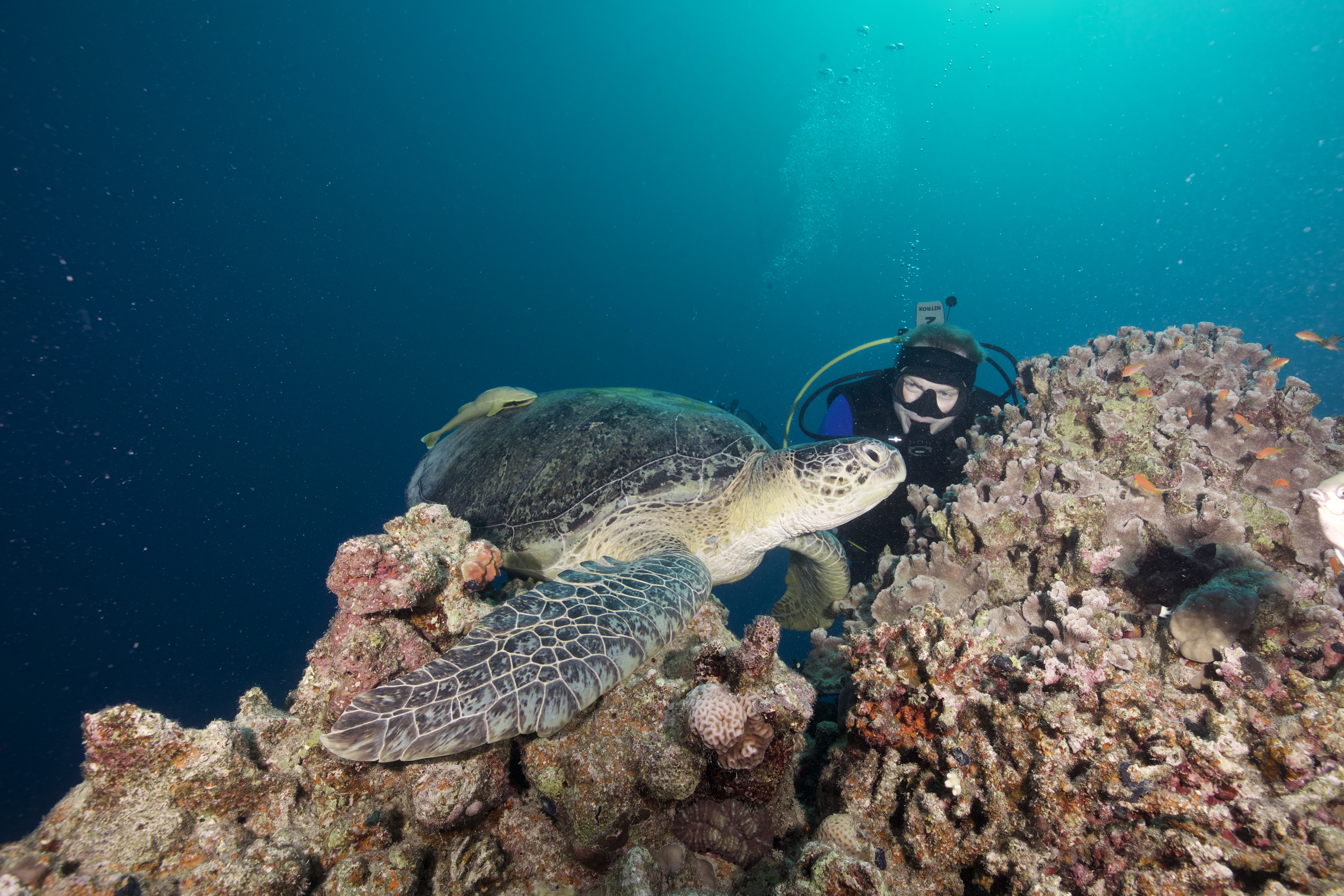 Дайвер и зелёная черепаха на рифе