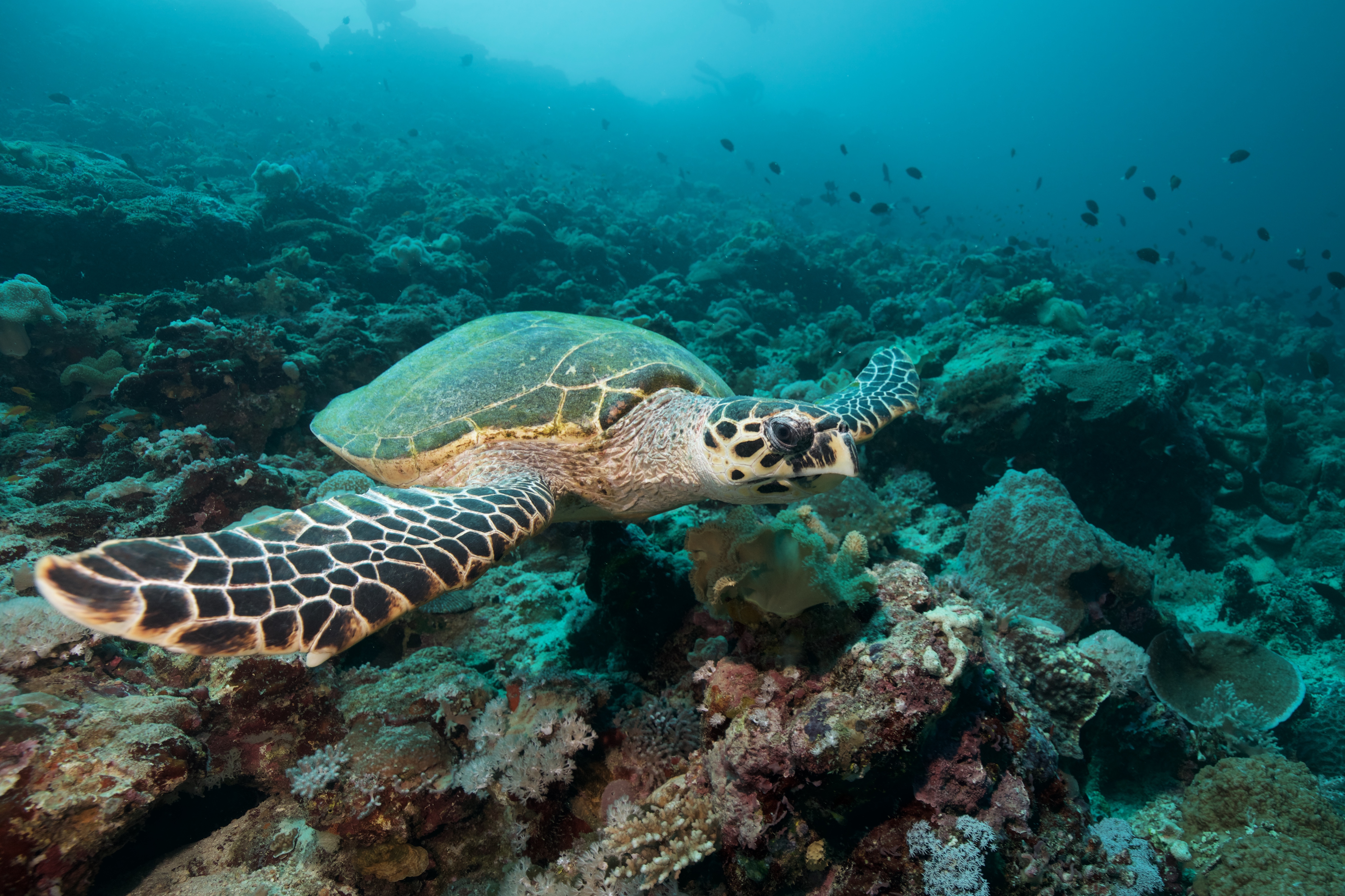 Египет. Abu Dabab и сафари Fury Shoals