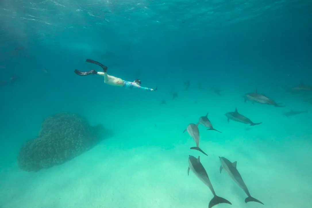 Дайверы на коралловом рифе Красного моря