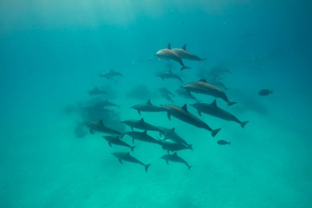 Стая акул в открытом море