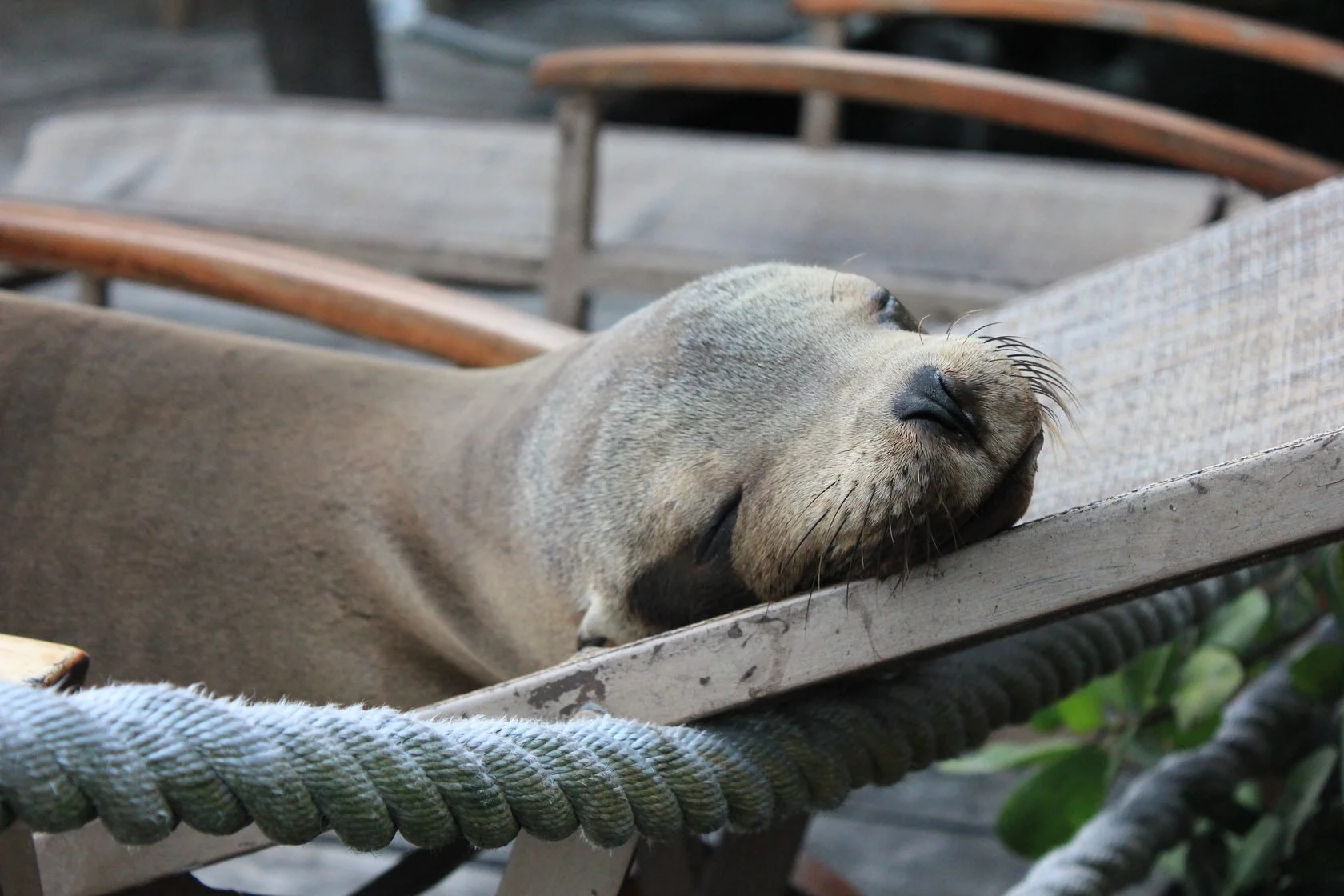 Морской лев спит на лавочке