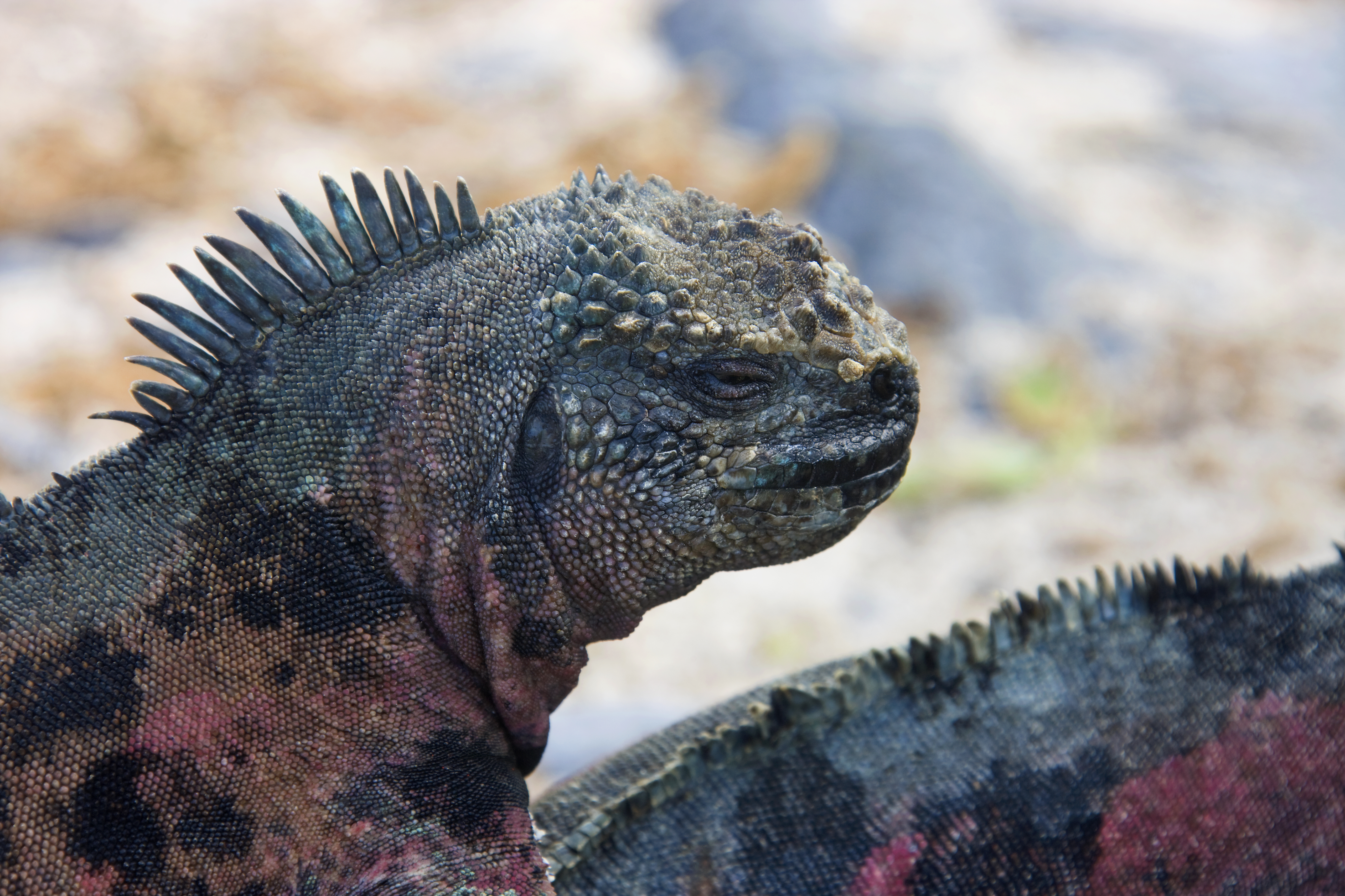 Морская игуана на скалах