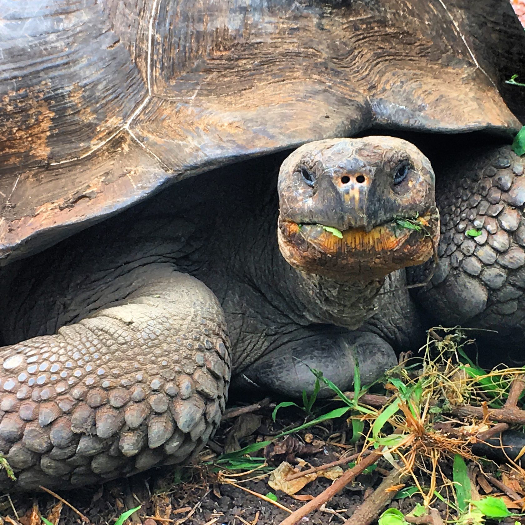 Гигантская галапагосская черепаха