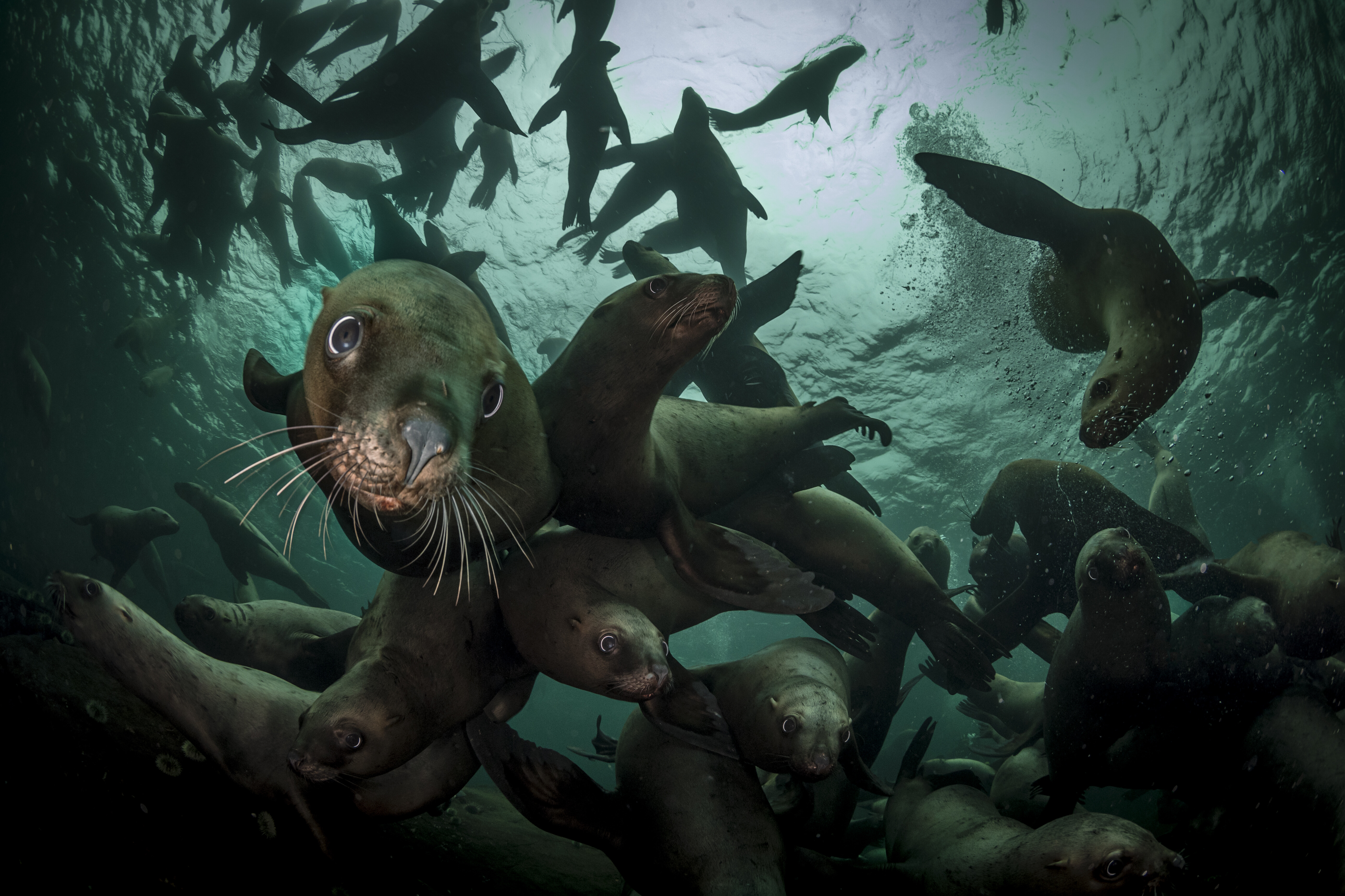 Морские львы под водой