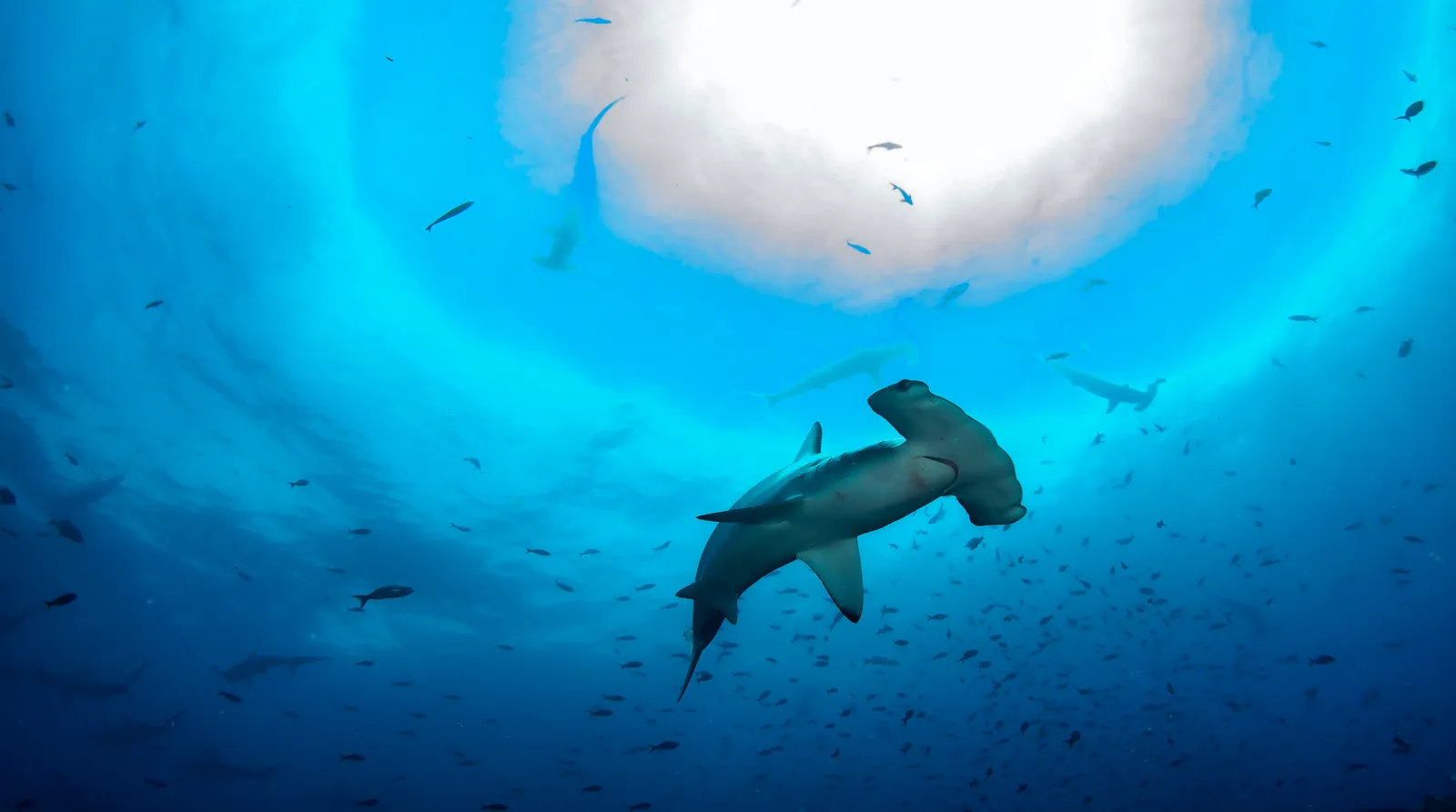 Молотоголовая акула