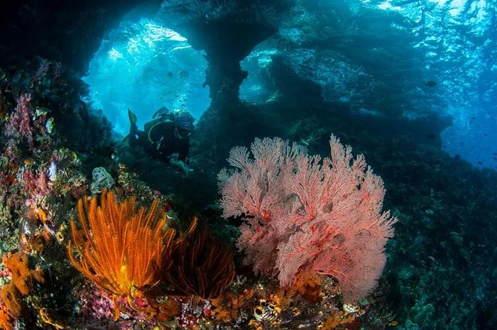 Дайвер в скальной арке, горгонария и морские лилии