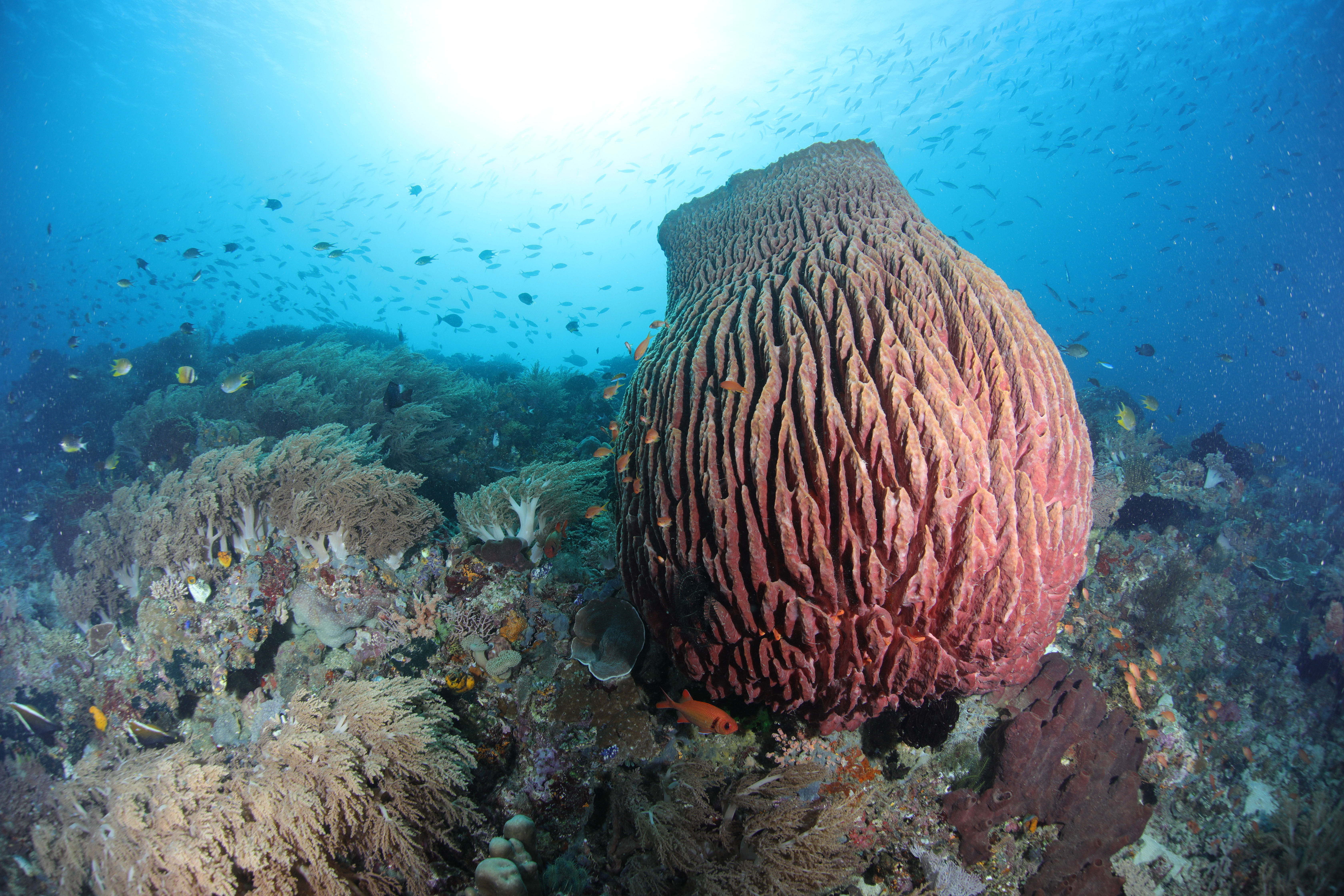 Дайвер у кораллового рифа