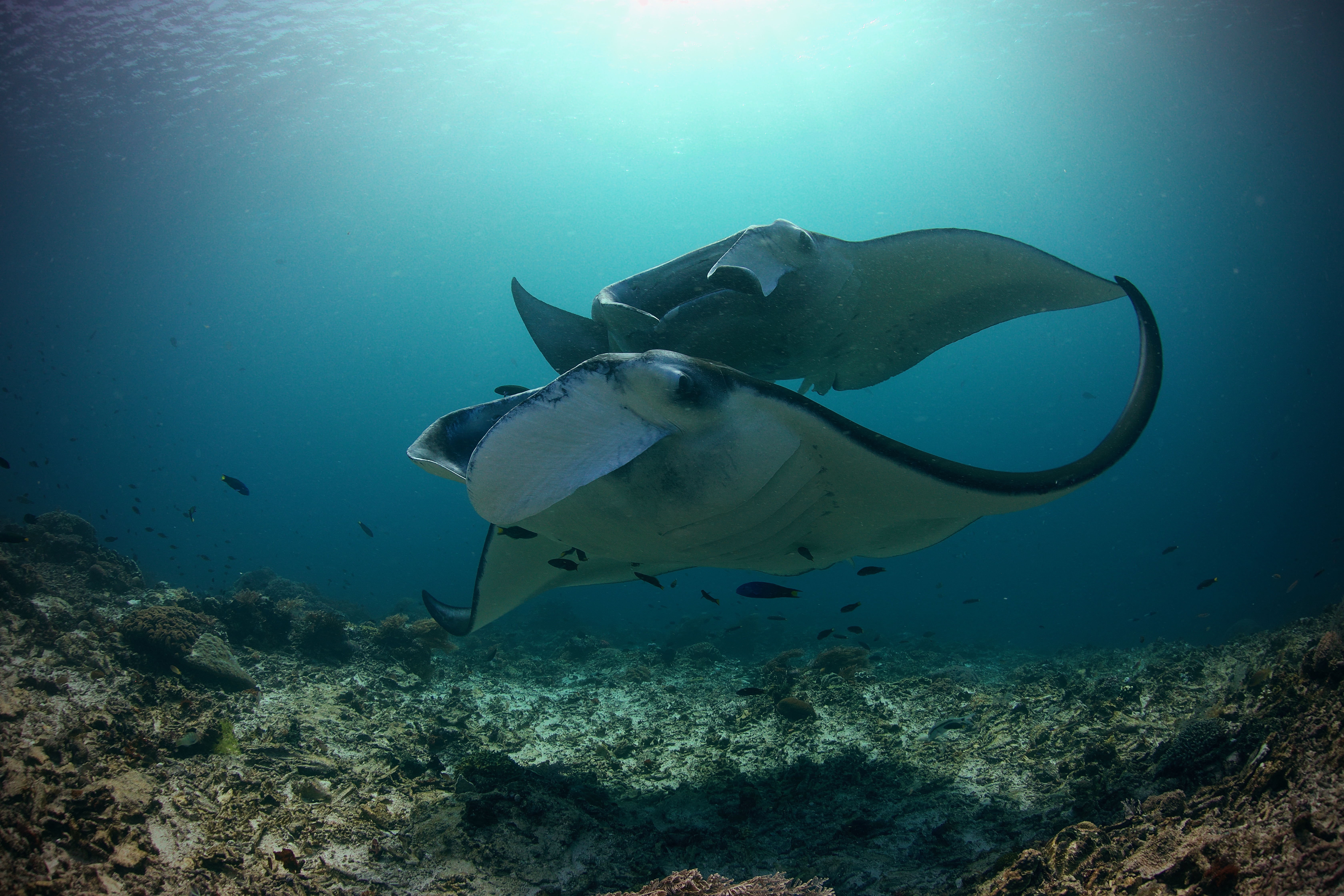 Коралловые сады Комодо