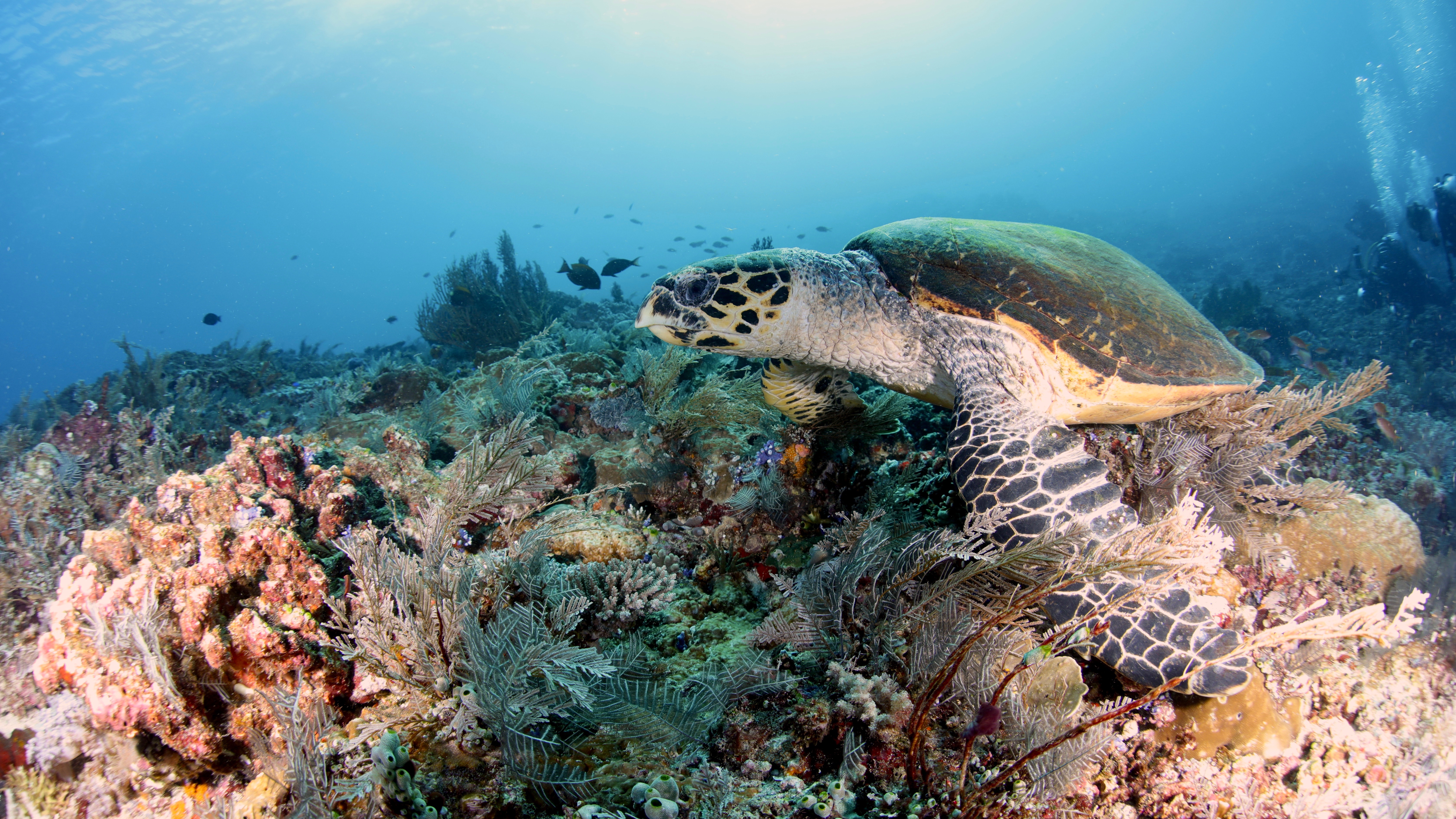 Подводный пейзаж с кораллами