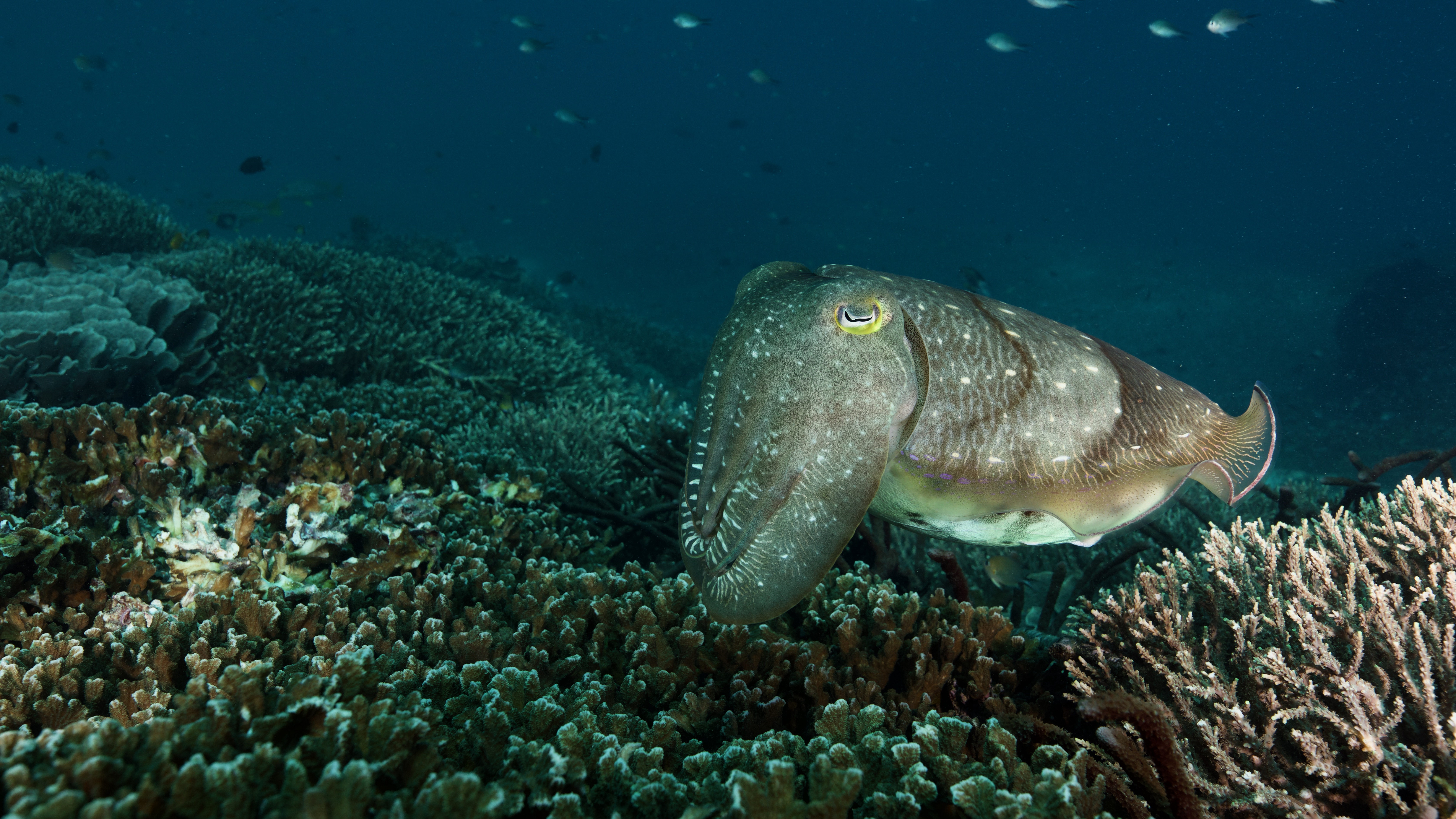 Каракатица на коралловом рифе